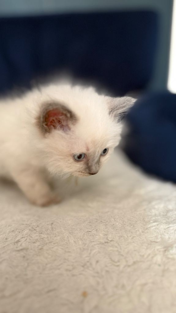 Purebred Ragdoll Kittens - Bluepoint and Blue Mitted