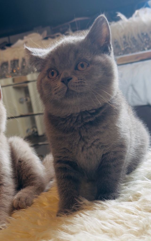     Blue British Shorthair Kitten , Ready for a New Home