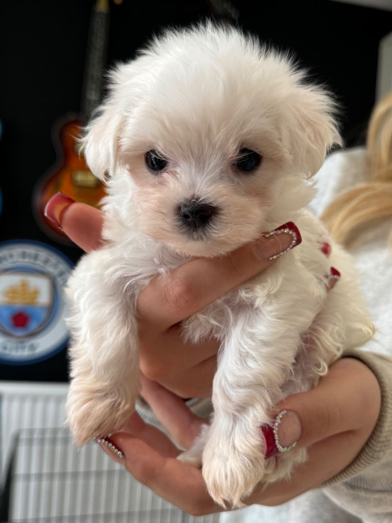 Maltese Puppies for sale