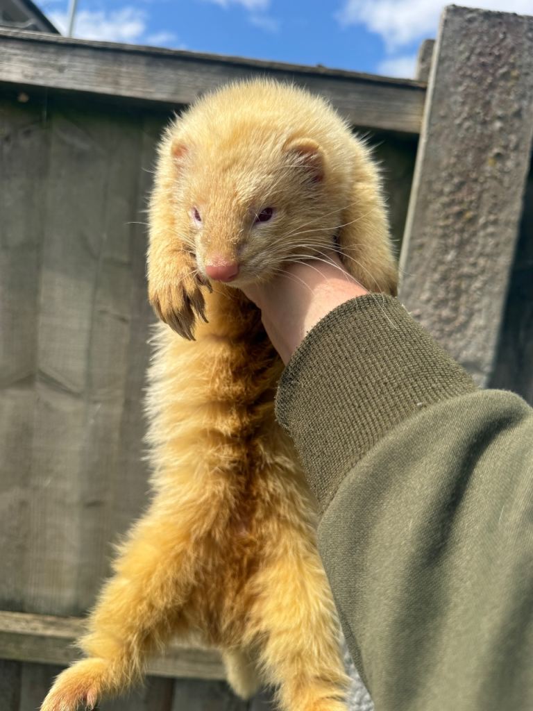ferret kits 2026 Read description!