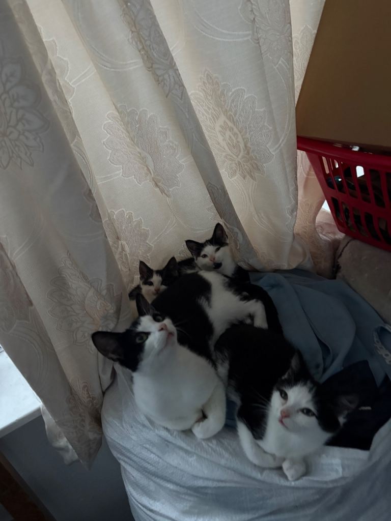 3 Beautiful Cute Kittens 