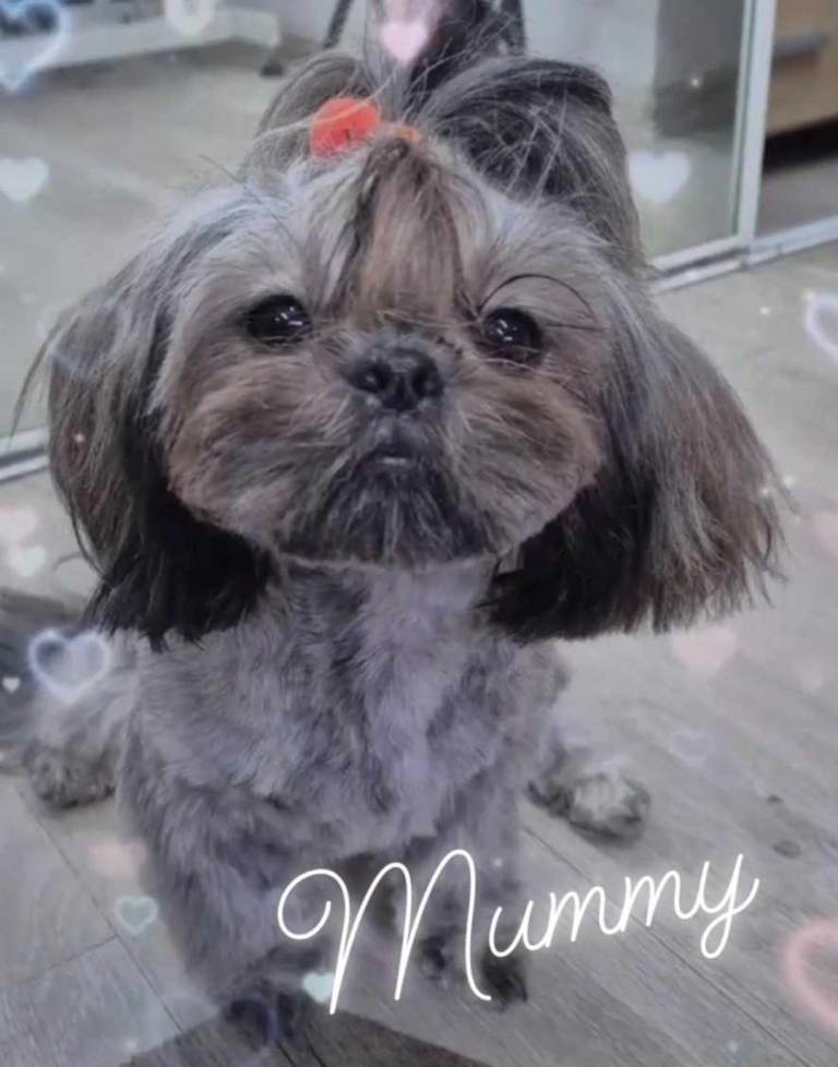 Imperial Shih tzu- Two Beautiful girls left ❤️ 
