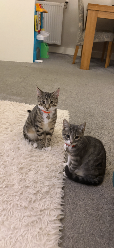 2 tabby kittens