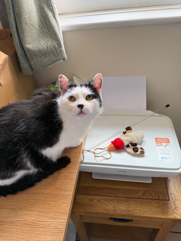Black & white male cat