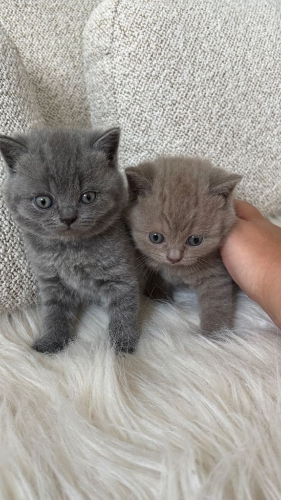 Blue 💙British shorthair kittens 