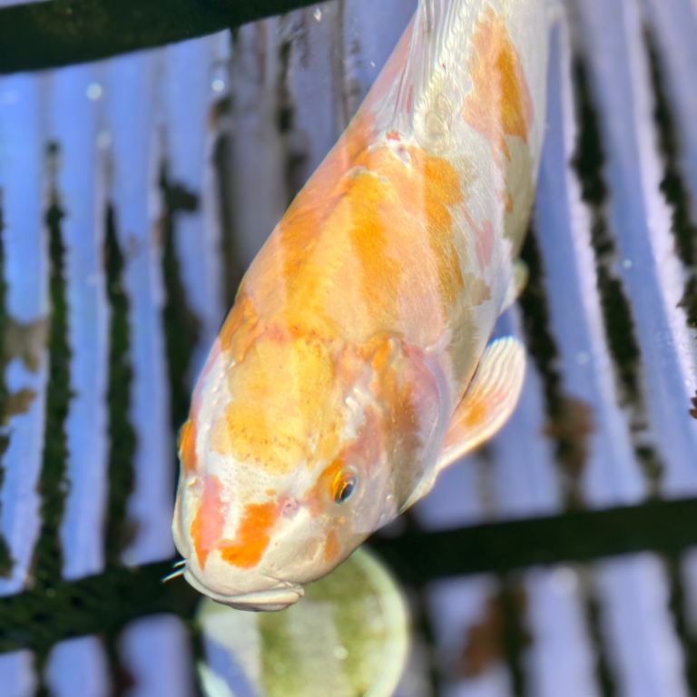 Koi Carp for sale