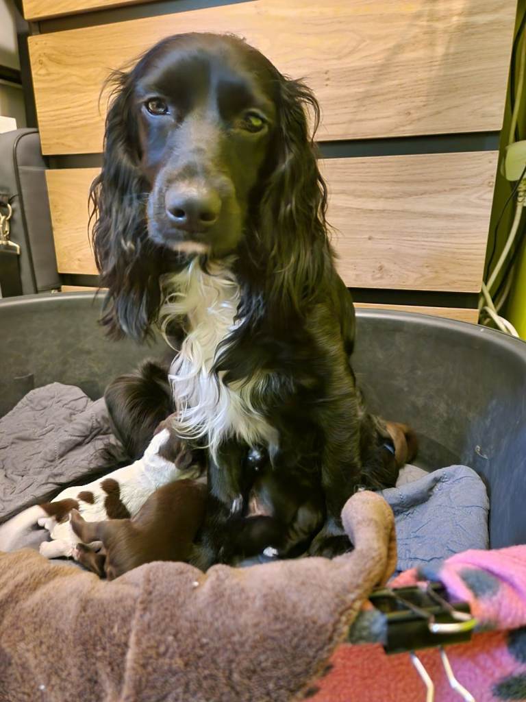 Cocker Spaniel puppies 