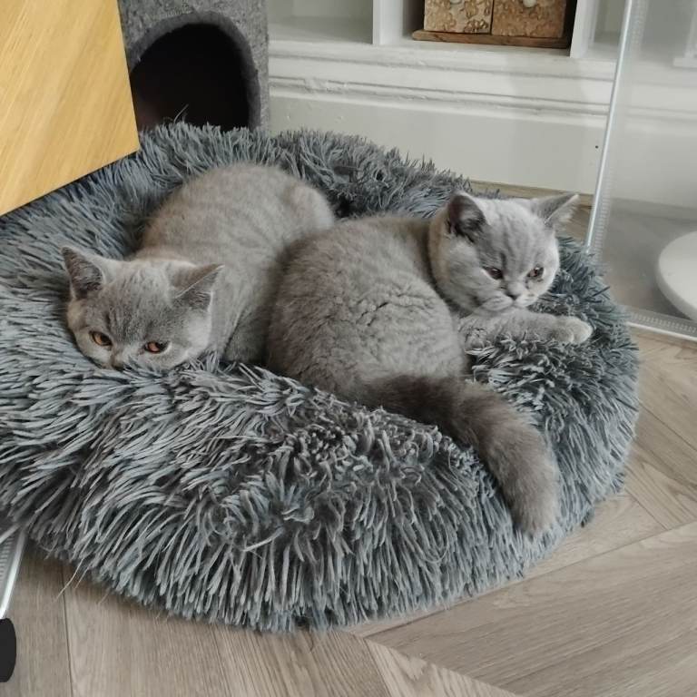 British shorthair blue 