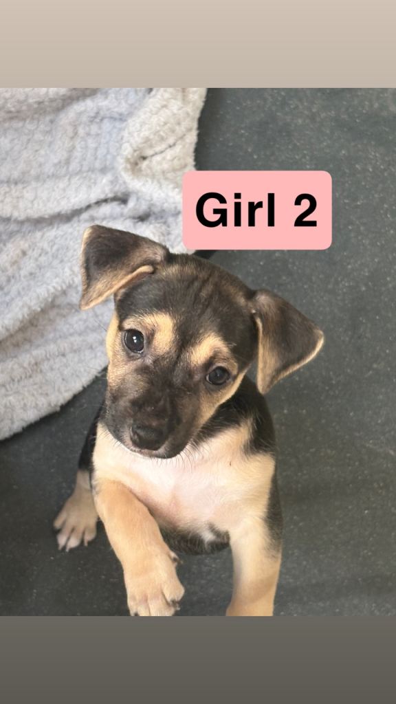 Jack Russell Mix breed puppies