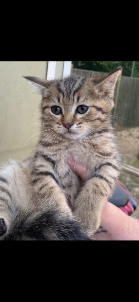Kittens for sale. 