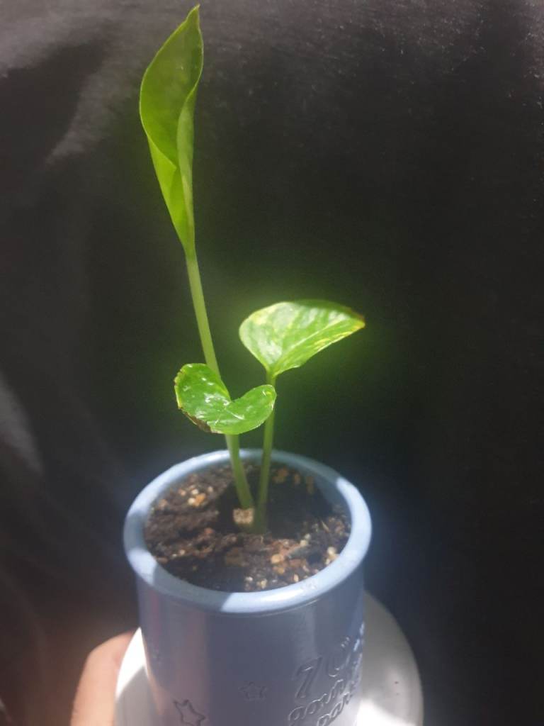 Potted patho in Blue ceramic Pot – Healthy Growth
