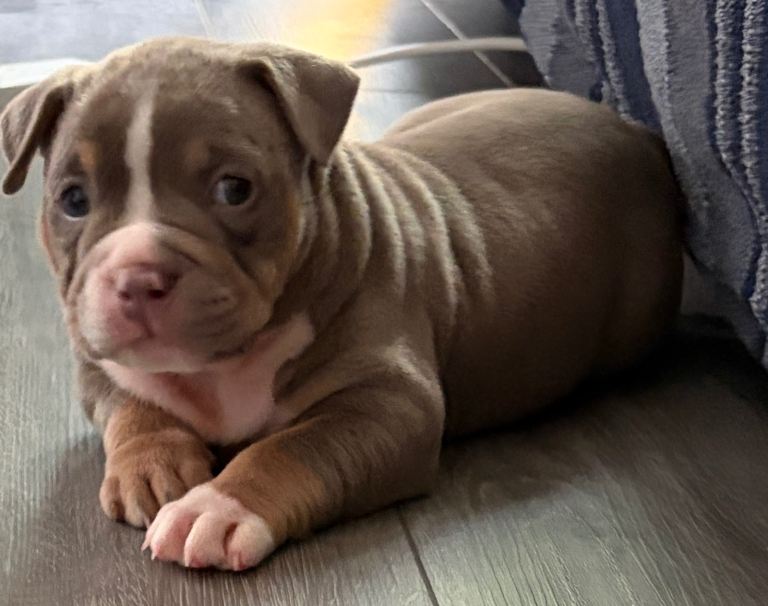 ABKC Top Ped Registered Pocket bully pups +++