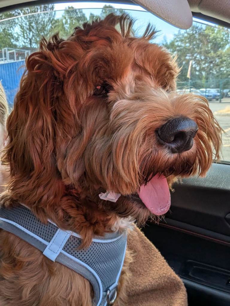 Cockapoo