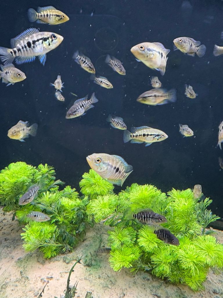 Tropical Fish American Cichlids 
