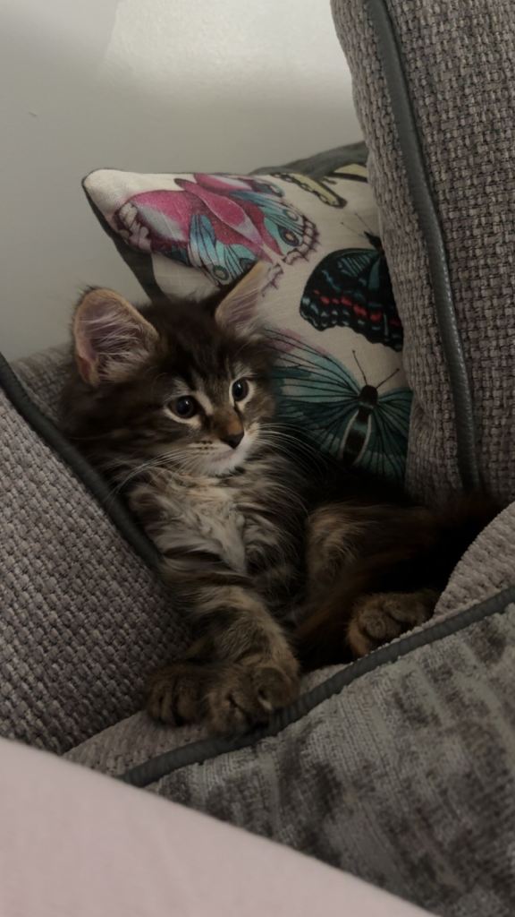 Fluffy Male Kitten - Ready for his forever home