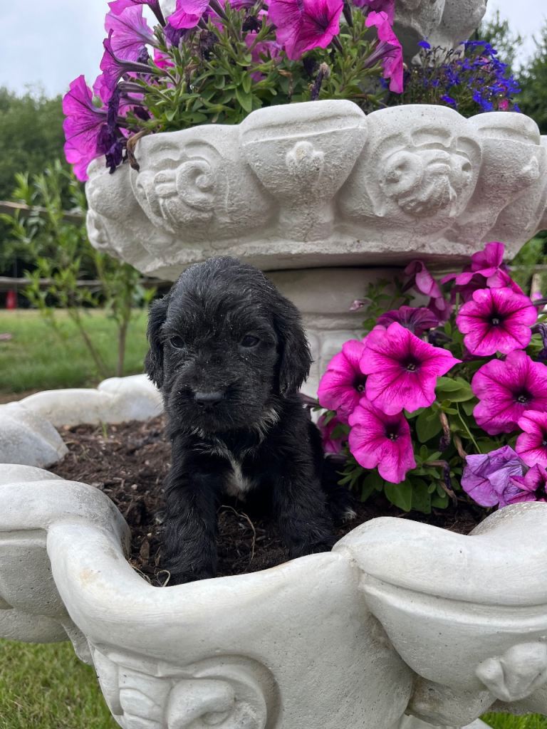 Cocker spaniel puppies