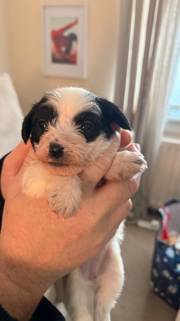 Beautiful Jackapoo puppies  