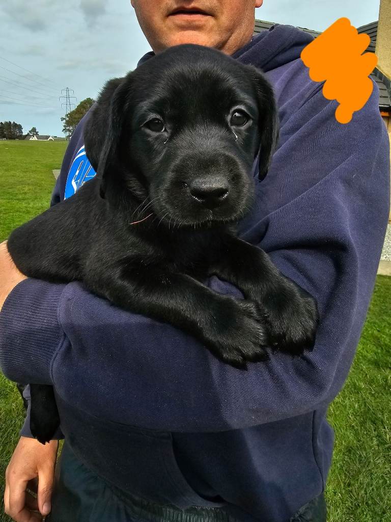 Labrador puppy's for sale