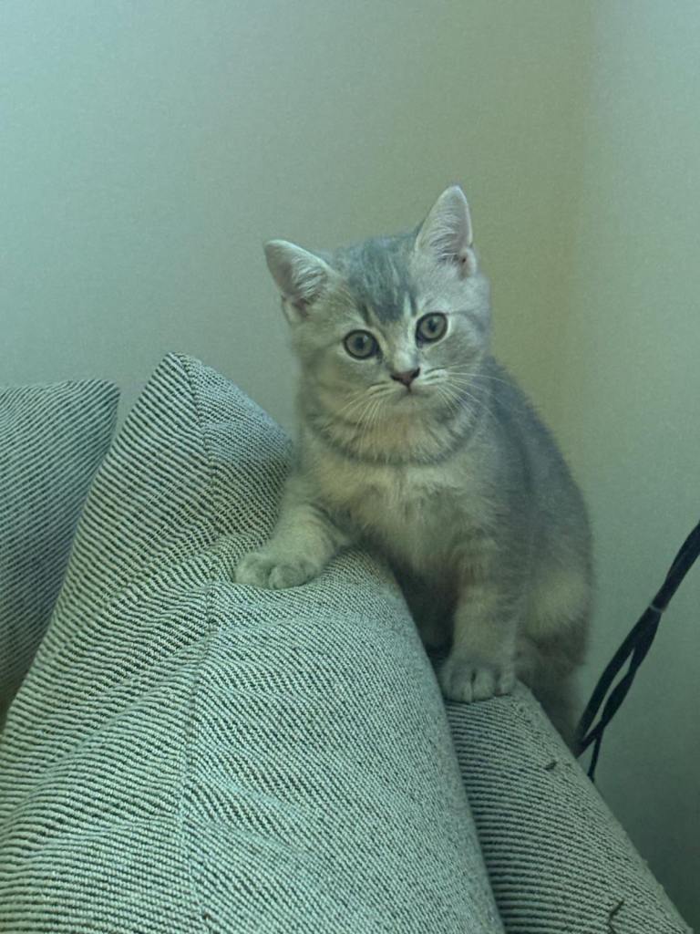 British Shorthair type Kittens Last Boy