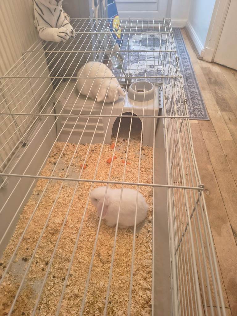 2 x Pet Rabbits ( 10 months & 3 months)
