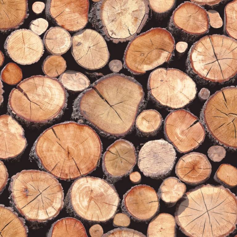 50 LOG SLICES, 7-10cm diameter, cut tree branch slices for art, crafts, mozaics, art work