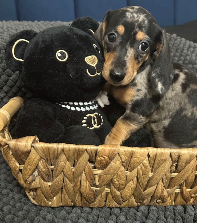 Adorable Miniature Dachshund puppies please read below for details 