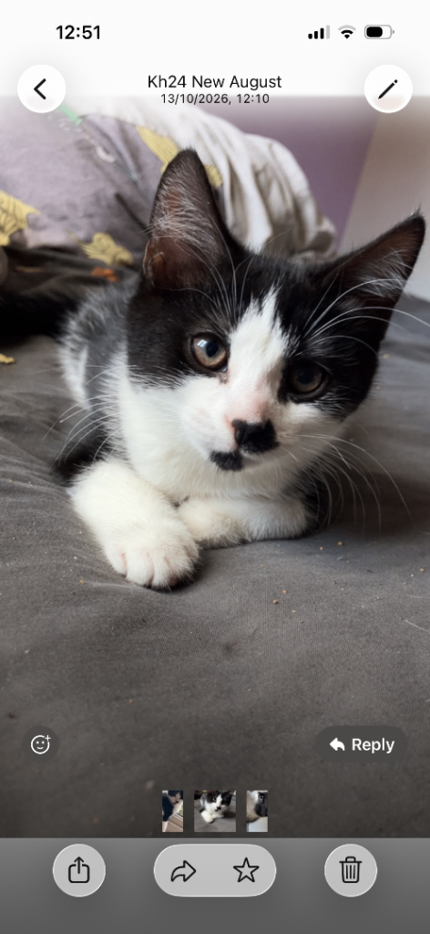 Female kitten 12 weeks 