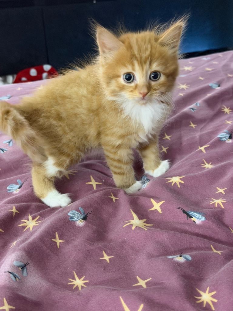 Beautiful kittens looking for loving forever homes 🐾🤍