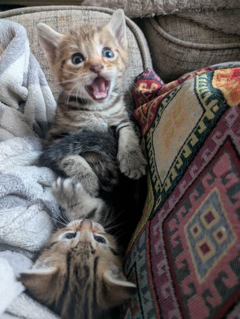 2 beautiful female Tabby's 