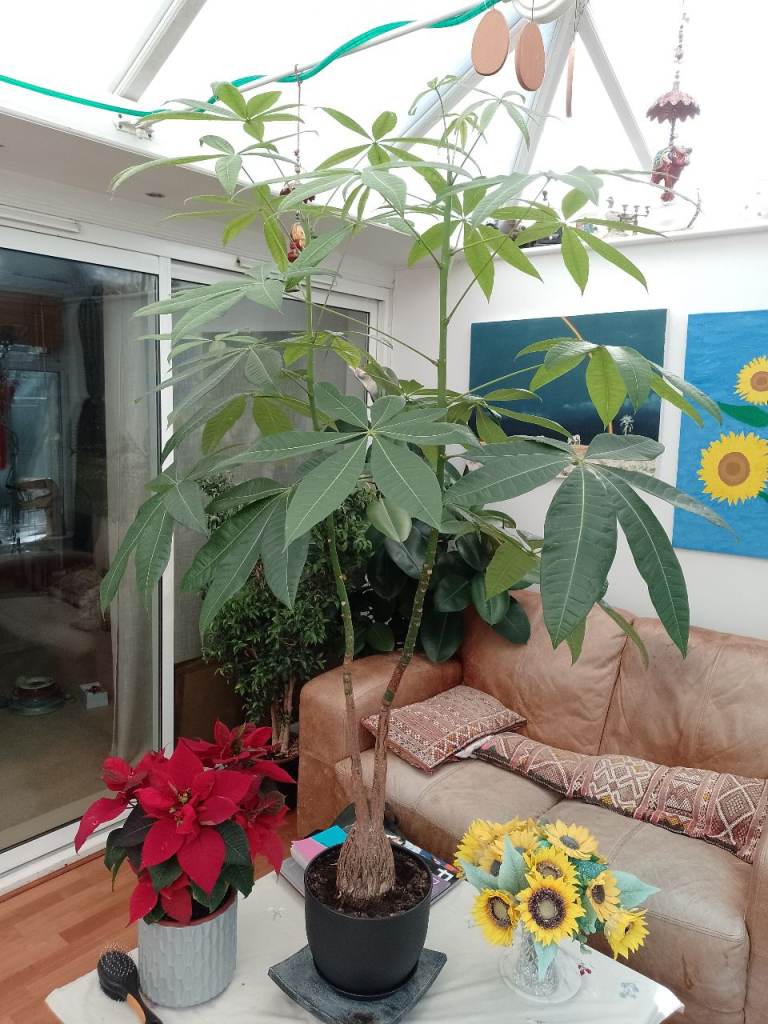Large house plant