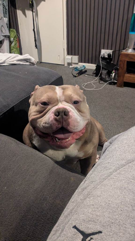 American Pocket Bully