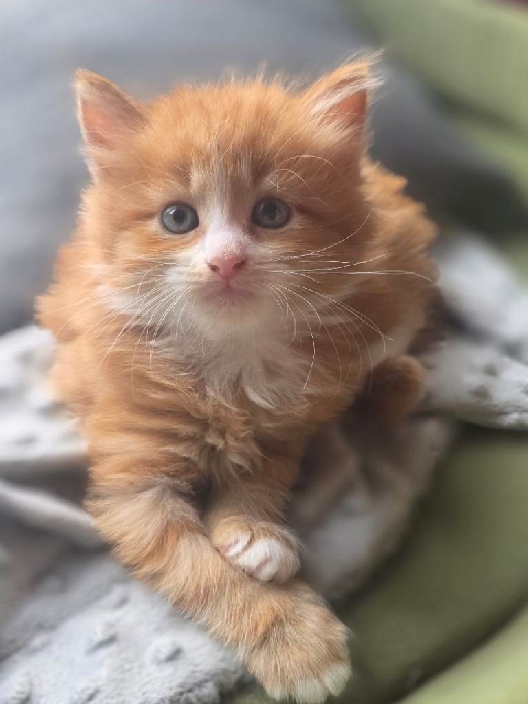 Adorable Kittens Looking for Loving Homes