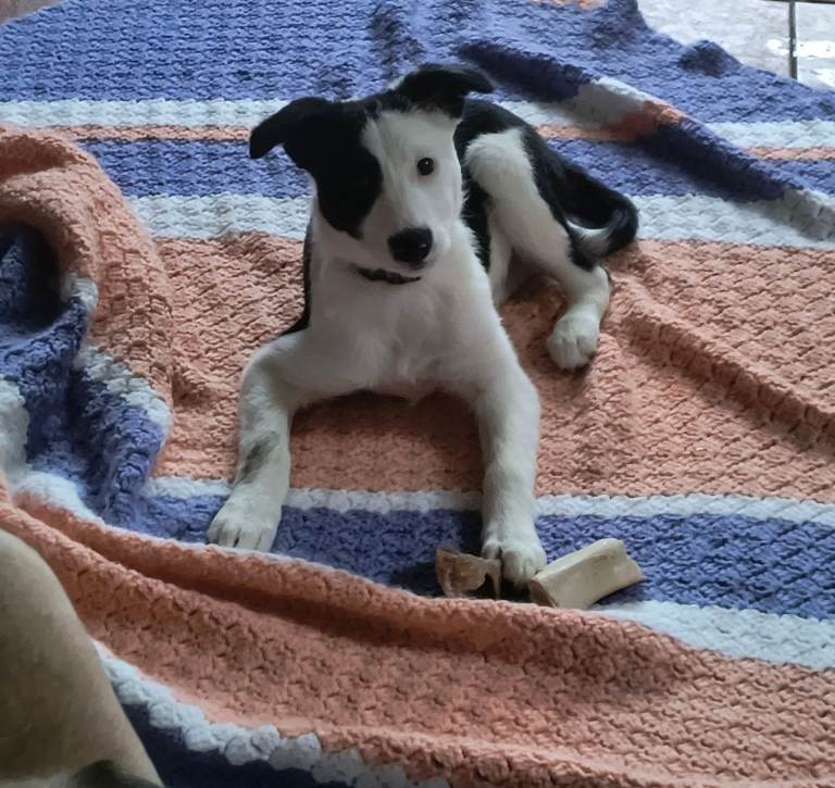 Boarder collie needs new daddy and mummy