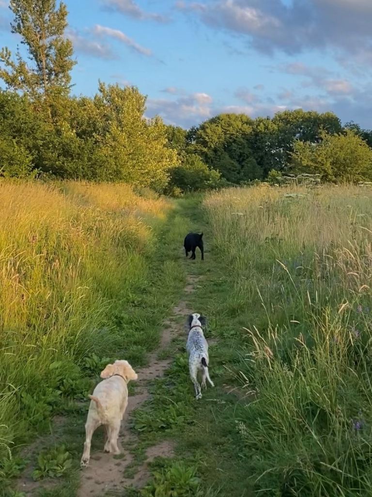 Dog Walking & Sitting in Coventry 
