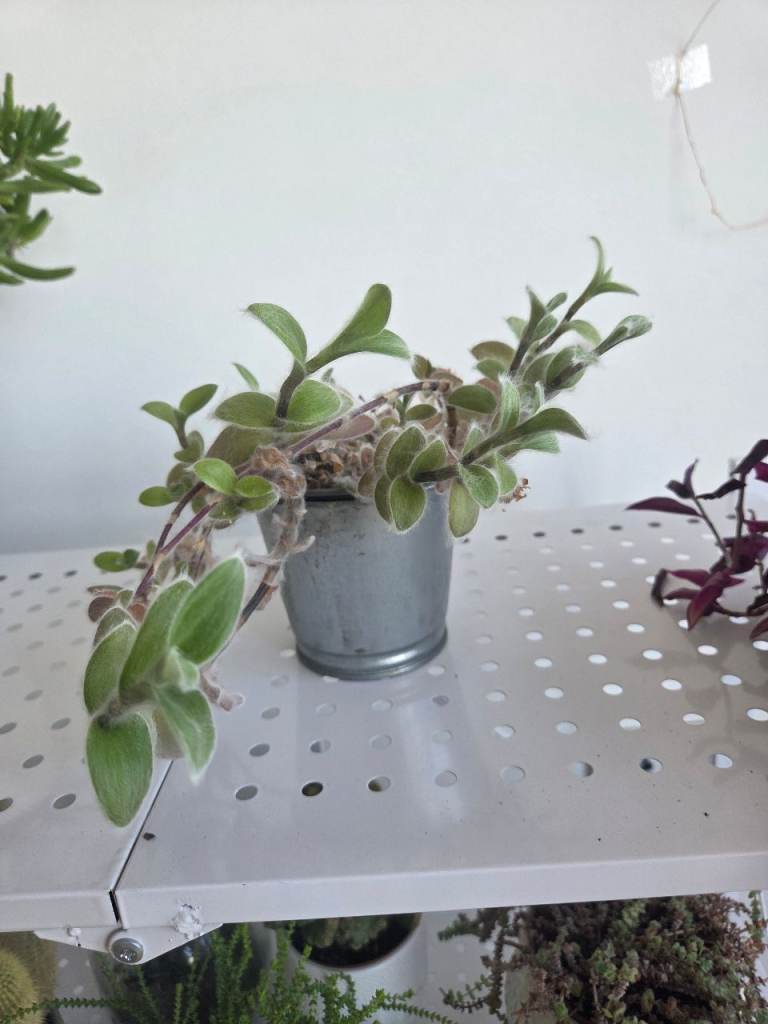 Hanging trailing plant