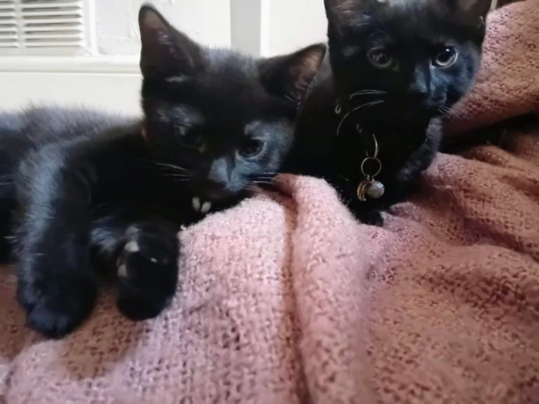2 Beautiful Tabby Kittens For Sale 💜
