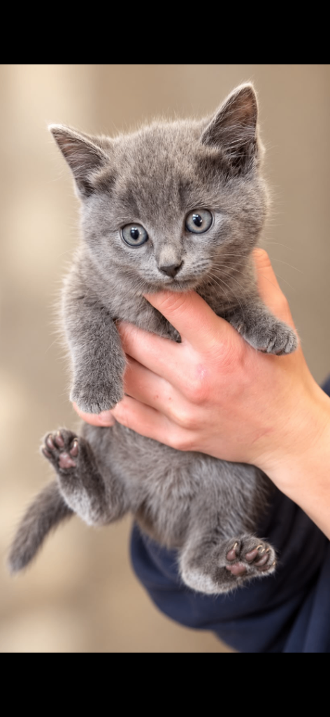 Beautiful British blue Girl 