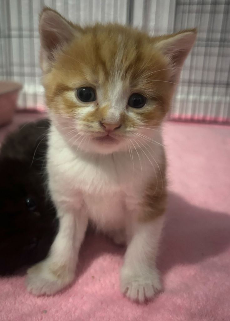 One 9 week old male kitten left 