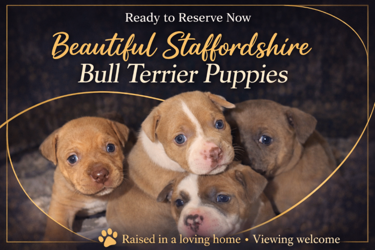 Beautiful Staffordshire Bull Terrier Pups – 26 Days Old – Now Weaning onto Soft Food – 3 Girls Left