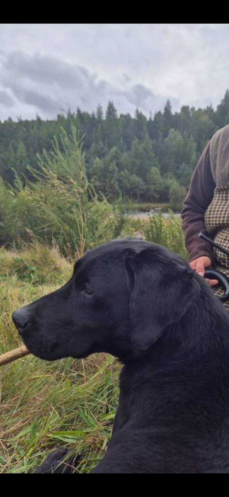 Labourer puppies for sale