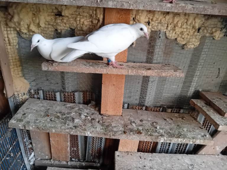 Pigeon