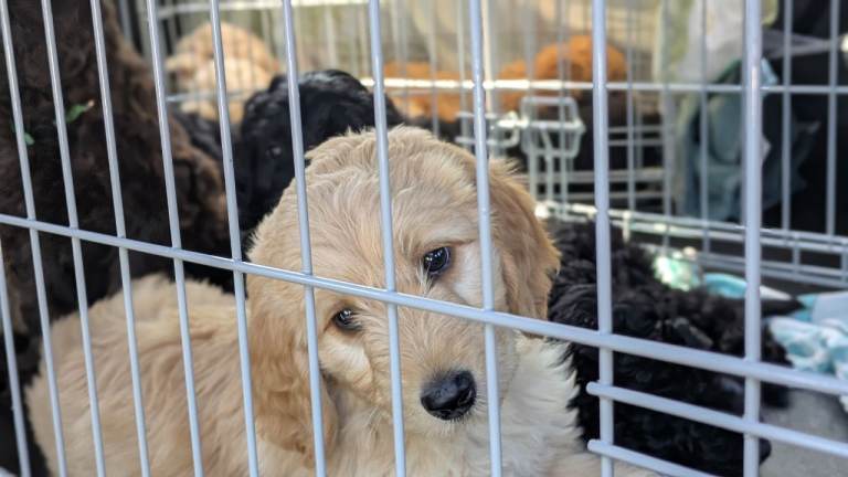 F1b labradoodles puppies for sale 