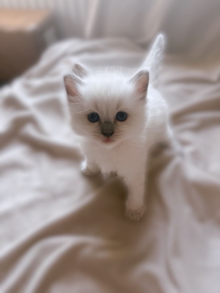 STUNNING CHUNKY RAGDOLL KITTENS