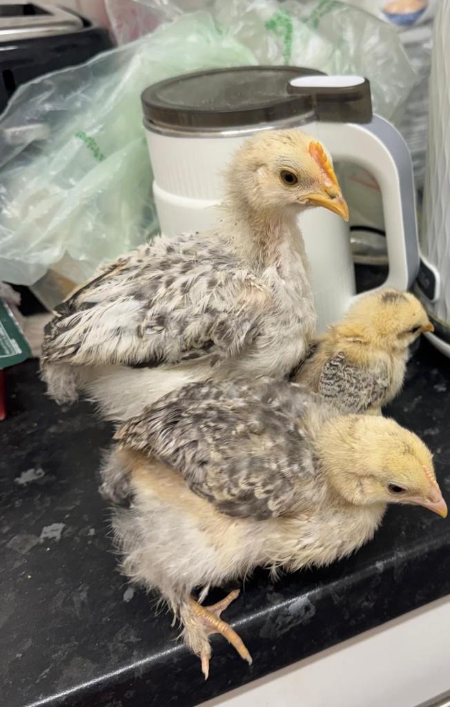 Baby chicken 