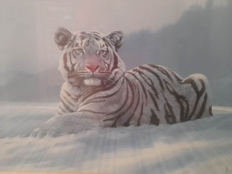Tiger in the snow picture.