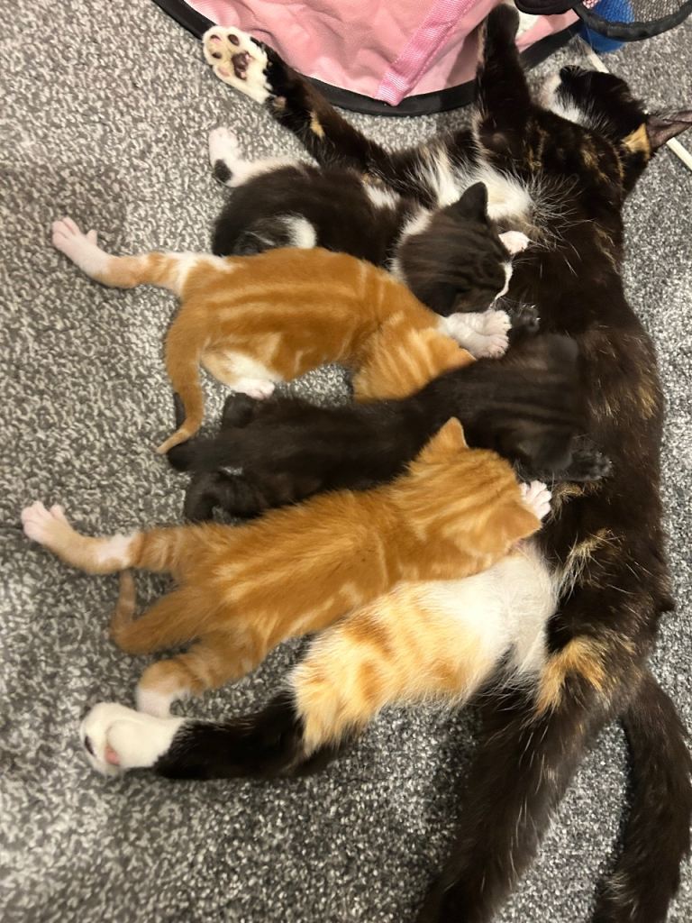 Beautiful blue eyed boy kittens for sale 