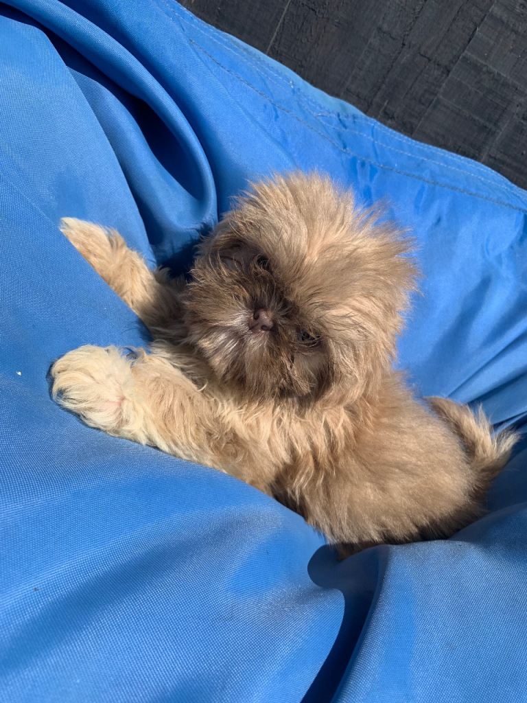 Beautiful Imperial Shih tzu puppies 