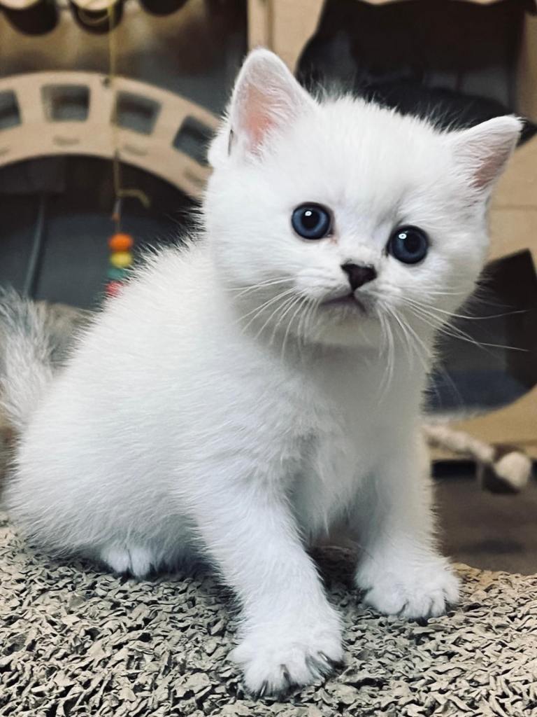 Beautiful Full-Vaccination Kittens Available