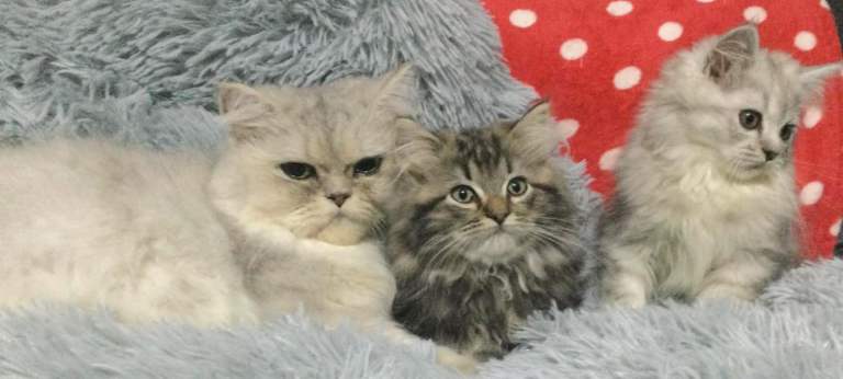 Persian kittens 