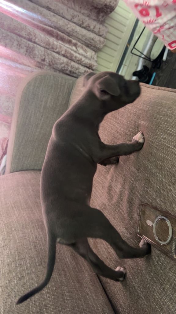 Blue staffy cross American bulldog